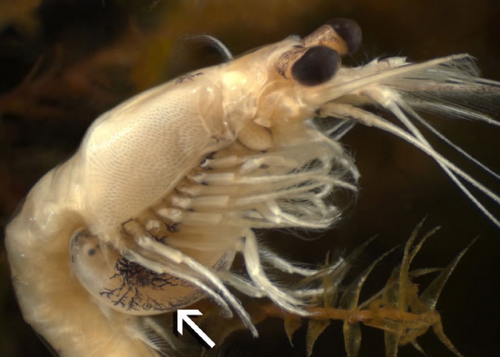 Mysis best sale shrimp eggs