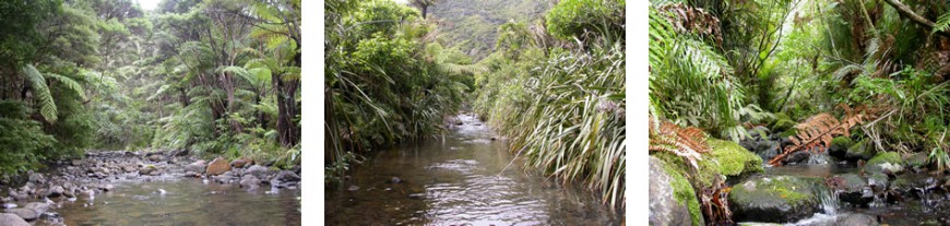Good quality streams with healthy invertebrate communities. Left to right: Karamatura Stream, Pararaha Valley, Karekare, Upper Opanuku, Walker Kauri track.