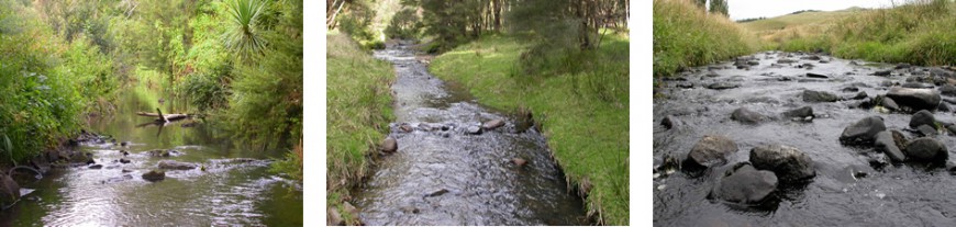 Streams with moderate to good quality invertebrate communities. Left - right: Opanuku at Border Rd, Topehaehae Stream, Morrinsville, A Waharoa farmland stream