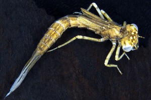 [Xanthocnemis]. Image: Stephen Moore