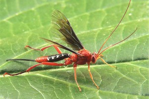 Lissopimpla 