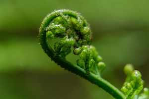 Hen and Chicken fern. Image: Bradley White