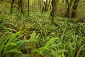 beech forest, Kepler Track. Image: Bradley White