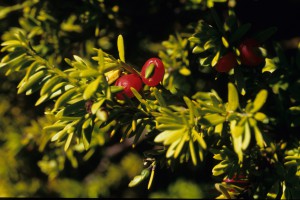 Podocarpus nivalis - the mountain or snow totara