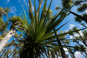 The Tī Kōuka (cabbage tree) collection