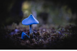 Blue entoloma [Entoloma hochstetteri]