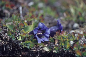 Gentiana leodiana