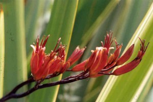 Aohanga, Awanga: flowers