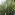 Arawa: bush Image