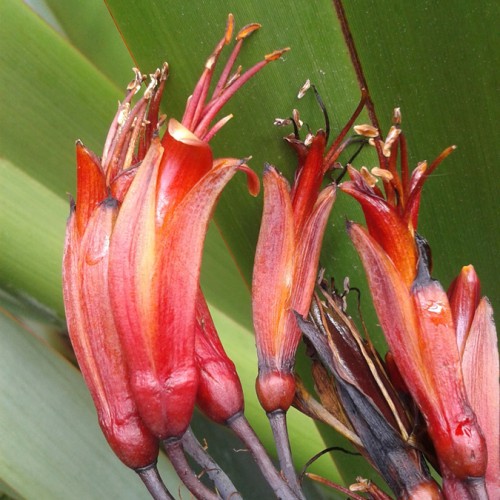 Arawa » Manaaki Whenua