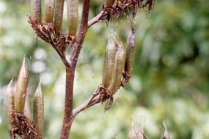 Ate: seed pods