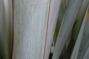 Ateraukawa: back of leaf