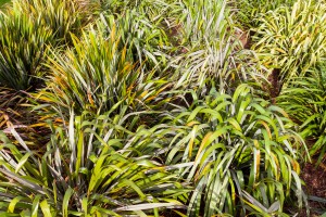 Te Kohinga Harakeke o Aotearoa. National New Zealand Flax Collection