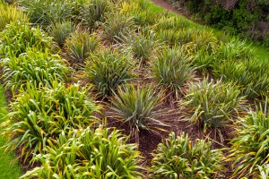 Te Kohinga Harakeke o Aotearoa. National New Zealand Flax Collection