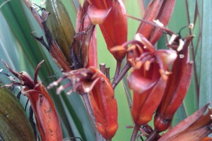 Kauhangaroa: flowers and seed pods