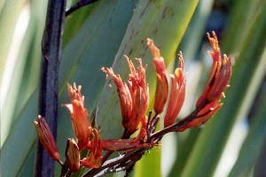 Makaweroa, Hiraka: flowers