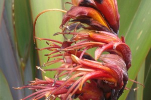 Matawai Taniwha: flowers