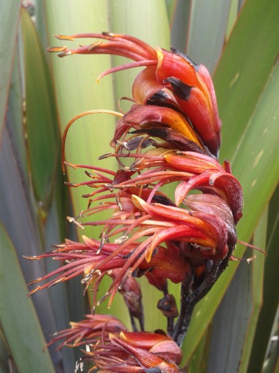 Matawai Taniwha: flowers