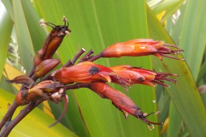 Mawaru: flowers