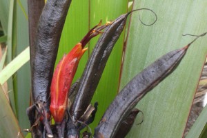 Pango: flower with seed pods