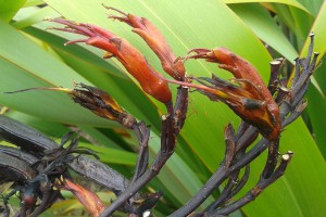 Paoa: flowers and seed pods