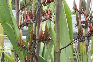 Ruawai: seed pods