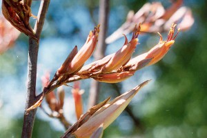 Taeore, Taiore: flowers