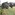 Taeore, Taiore: seed pods Image