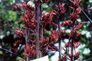 Tākirikau: flowers