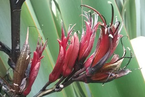 Tāne-ā-wai: flowers