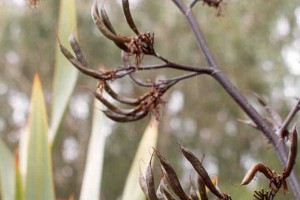Taniwha: seed pods