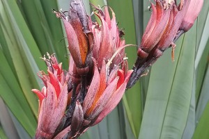 Tapamangu: flowers