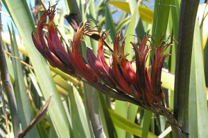 Tāpoto: flowers