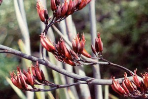 Tārere: flowers