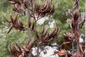 Taumataua: seed pods and flowers