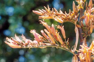 Te Mata: flowers