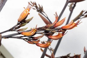 Tupurupuru, Tarariki: flowers