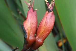 Wharanui: flowers