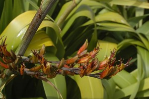 Wharariki: flowers