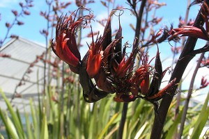 Whareongaonga: flowers and seed pods