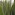 Whareongaonga: leaves Image