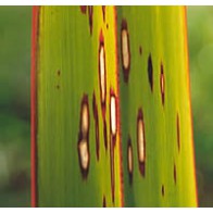 Flax looper damage 