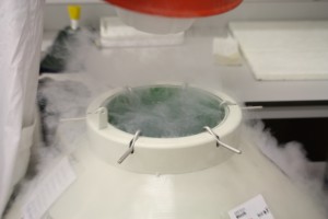 Liquid nitrogen and ICMP storage