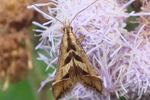 Arrowhead moth [Diasemia grammalis]. Image: Phil Bendle | CitScihub