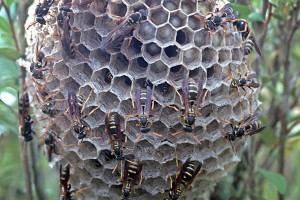 Asian paper wasp [Polistes chinensis antennalis] nest. Image: Don Horne