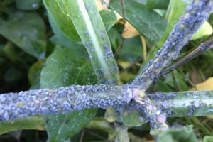 Cabbage aphid [Brevicoryne brassicaeon]. Image: © Sullivan | CC BY