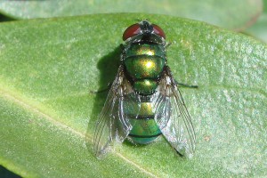 Hairy maggot blowfly [Chrysomyia rufifacies]. Image: Phil Bendle | CitScihub
