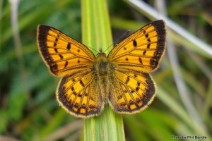 Male Common copper butterfly. Image: Phil Bendle | CitScihub