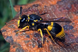 European tube wasp [Ancistrocerus gazella]. Image: Don Horne