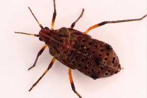 Giant willow aphid [Tuberolachnus salignus]. Image: © Grahame | CC-BY-NC-ND